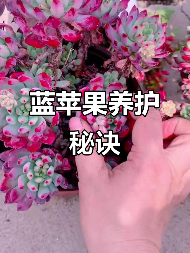 蓝苹果多肉养护技巧:如何让它变得更美?