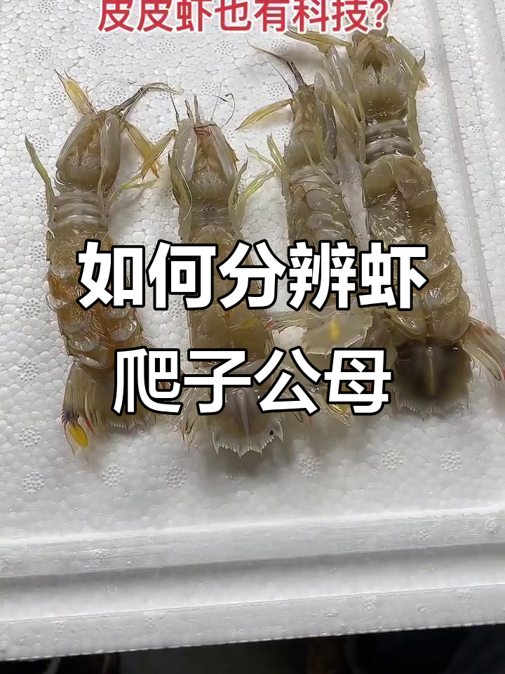 虾爬子公母分辨技巧,教你如何挑选最肥美