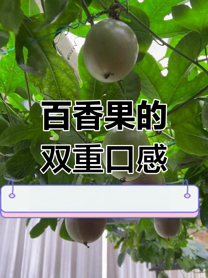 百香果,黄金甜美,紫色酸爽,南北皆宜
