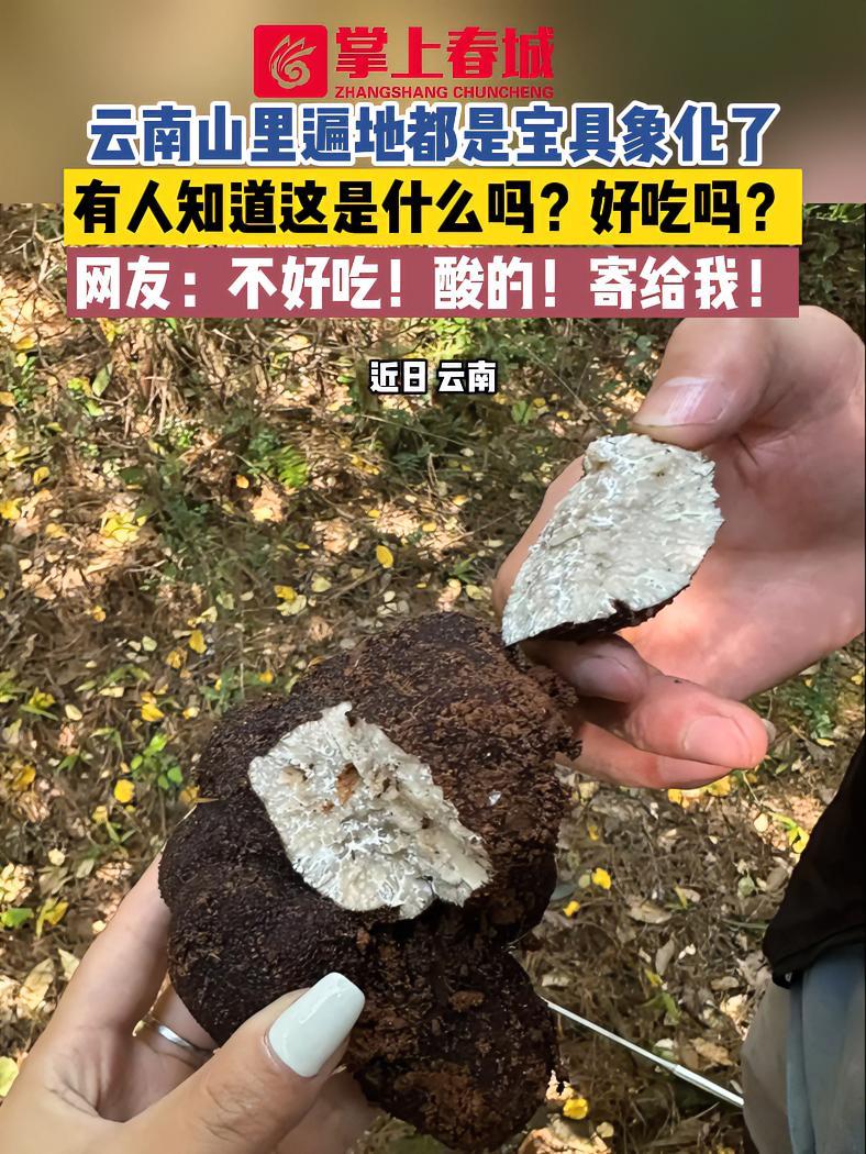 云南山里遍地都是宝具象化了 有人知道这是什么吗?好吃吗?网友:不好吃!酸的!寄给我!(来源