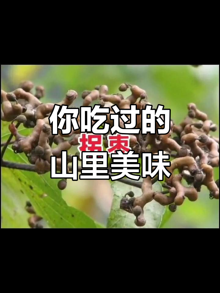 农村常见野菜大揭秘,你吃过几种?