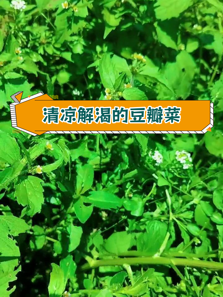 豆瓣菜的营养与美味,你了解吗?