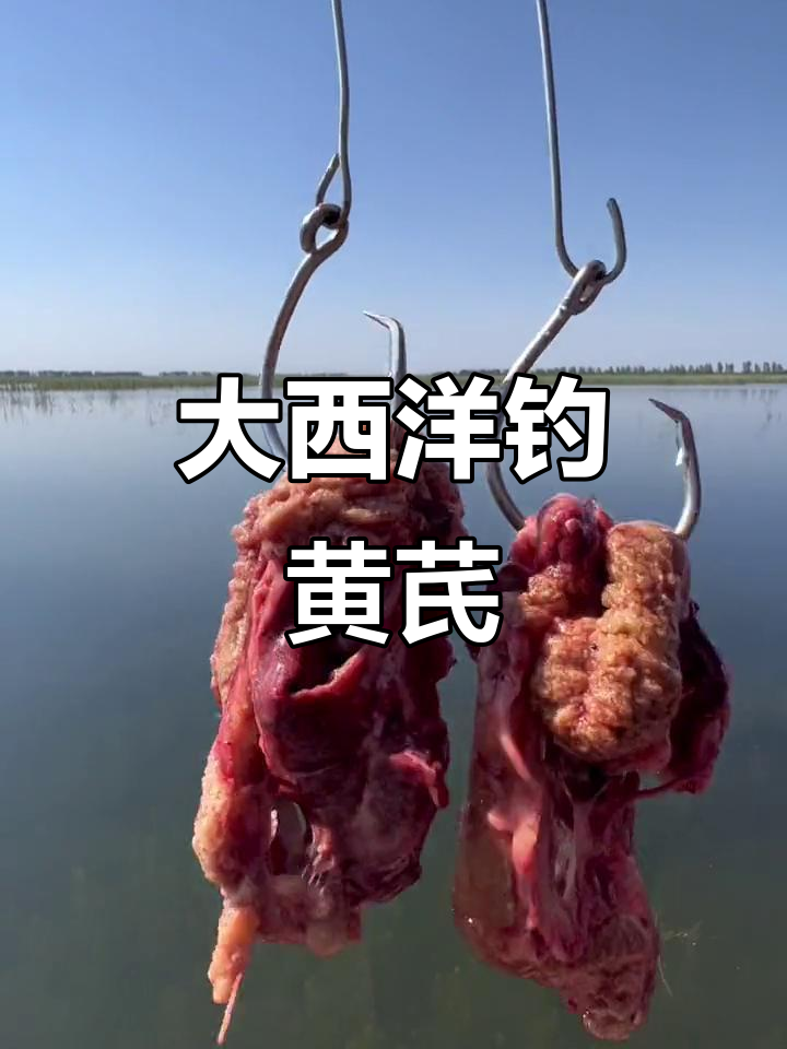 今晚挑战大西洋黄芪金枪,鱼籽诱饵必爆户