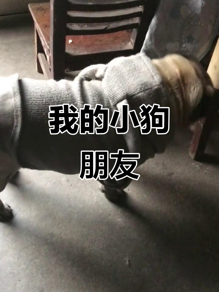 小狗是我的好朋友,爱吃肉骨头