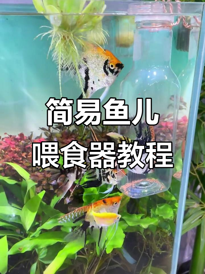 自制小鱼喂食器,轻松解决鱼粮乱飞问题