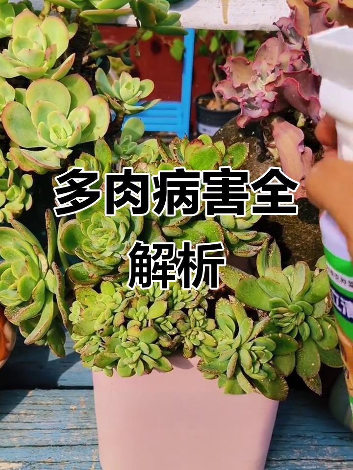 多肉植物常见七大病害及防治方法，新手必看