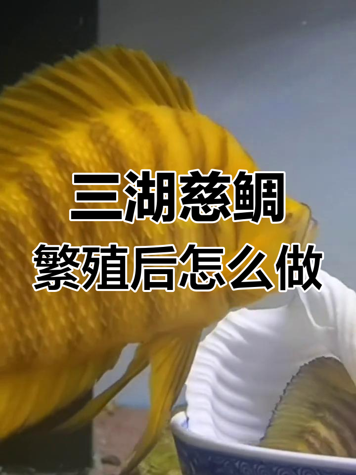黄金虎三湖慈鲷繁殖了,接下来怎么办?