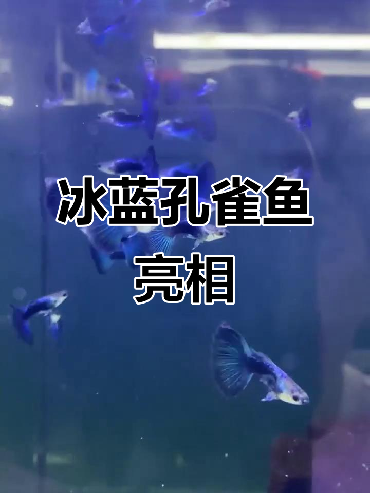 冰蓝孔雀鱼，大尾撑礼服惊艳登场