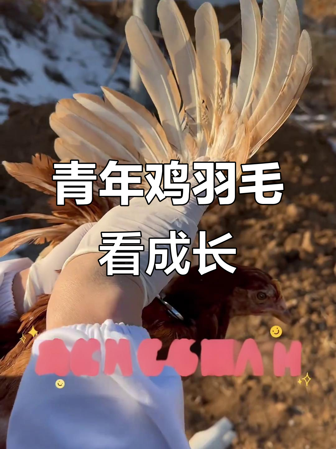 通过羽毛观察青年鸡发育,80天已长得很不错