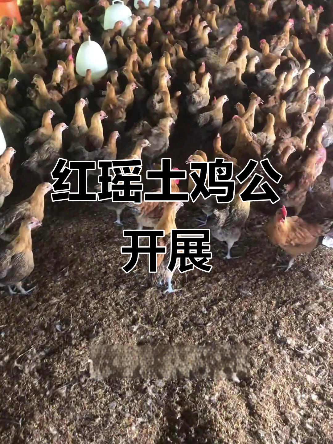 一斤半红瑶土鸡母,公开栏展示美味