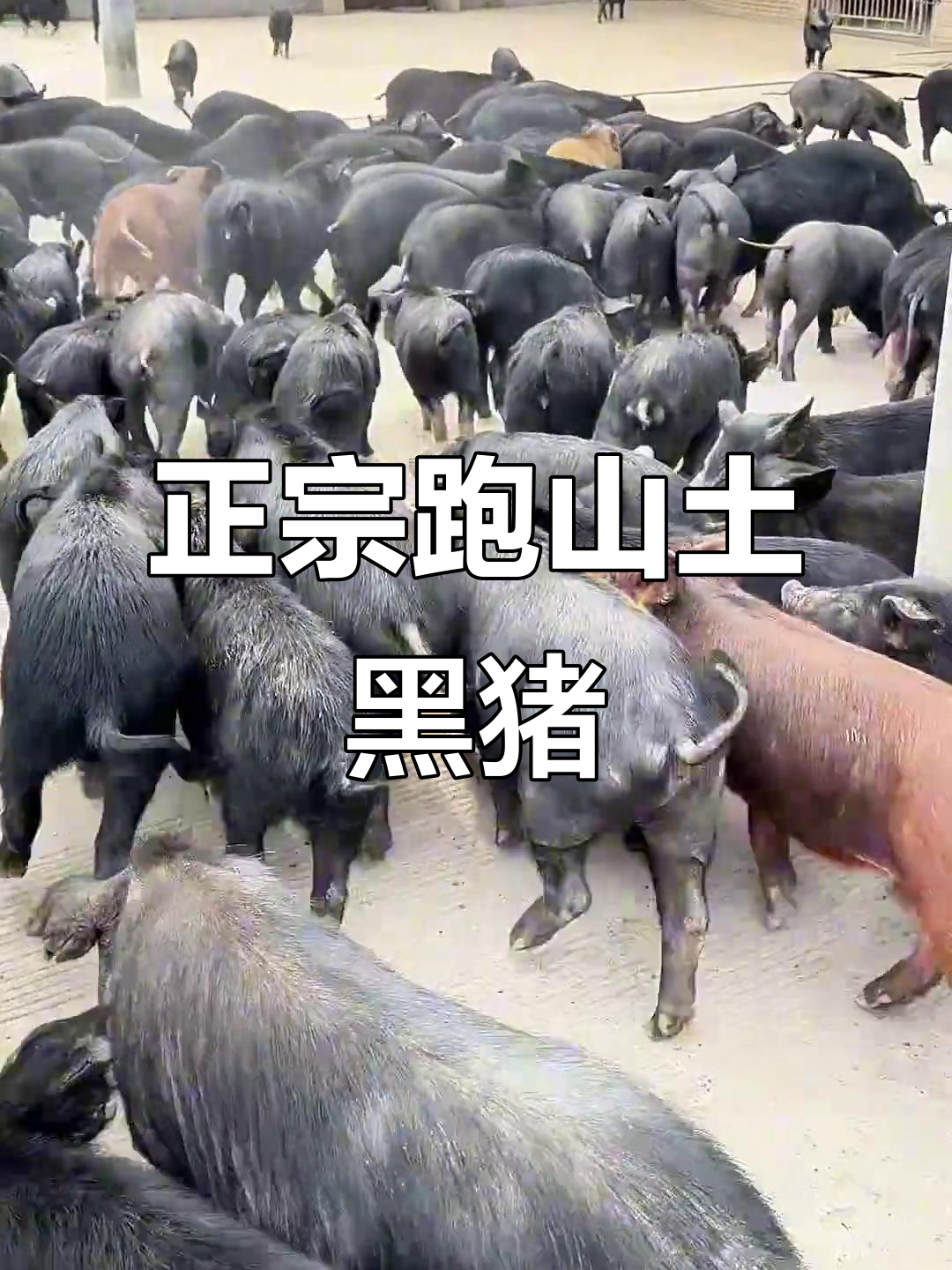 540天散养跑山猪,藏香黑猪肉质鲜美