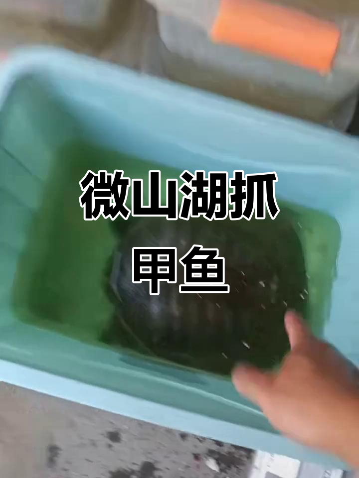 微山湖野生甲鱼捕捞体验,渔民生活大揭秘
