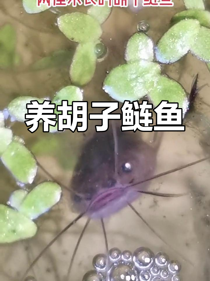 胡子鲢鱼苗养成记,八根胡须超有趣