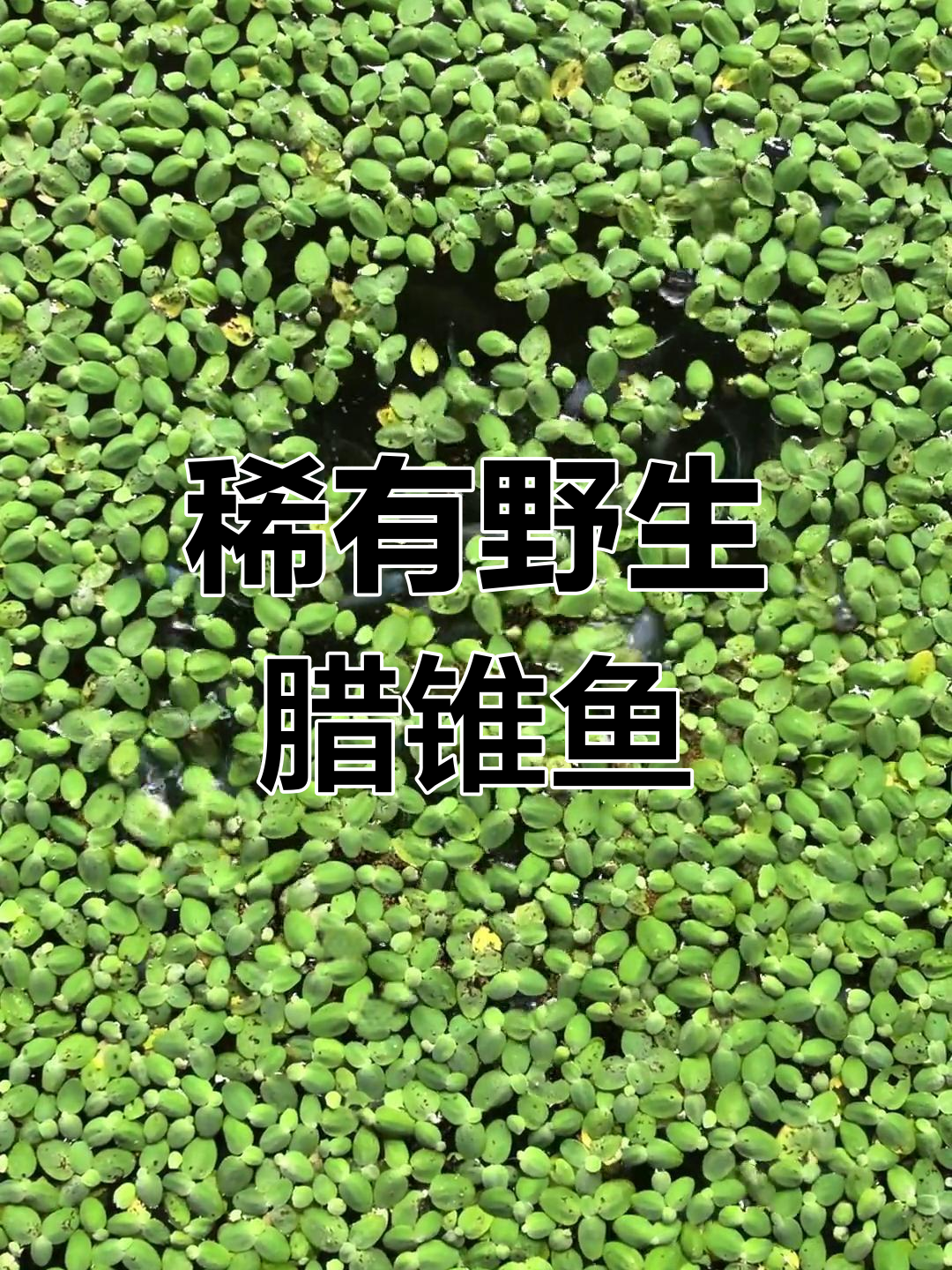 腊锥鱼:神秘夜行者,捕捉难度堪比猎豹