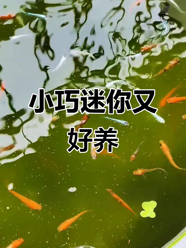迷你锦鲤，低氧冷水鱼养护全攻略