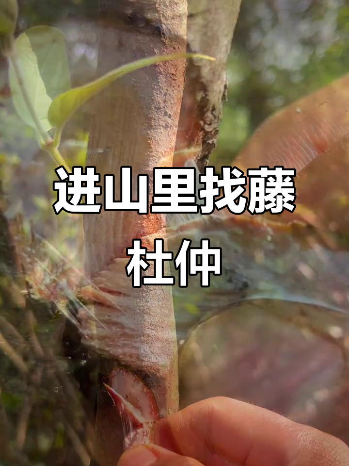 九零后回农村挖山货,发现藤杜仲根茎与鸡腿果的奇妙之旅