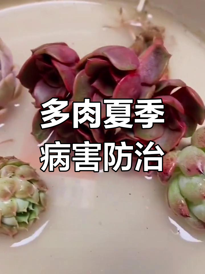 夏季多肉生病怎么办?白粉病、黑斑病的防治技巧