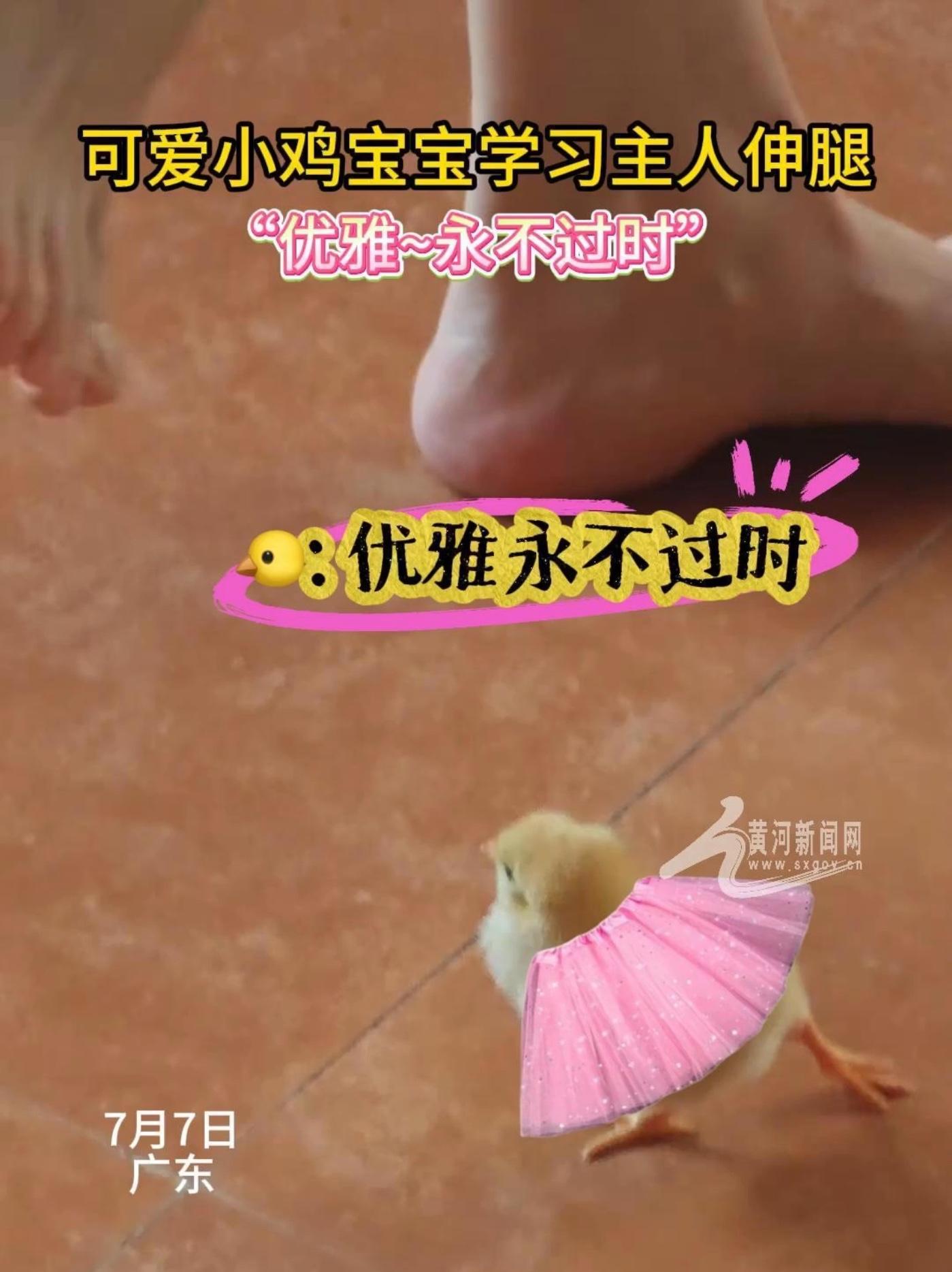 小鸡宝宝学习主人伸腿跳舞 小鸡:“优雅~永不过时” 神奇动物在抖音 萌宠 小鸡仔