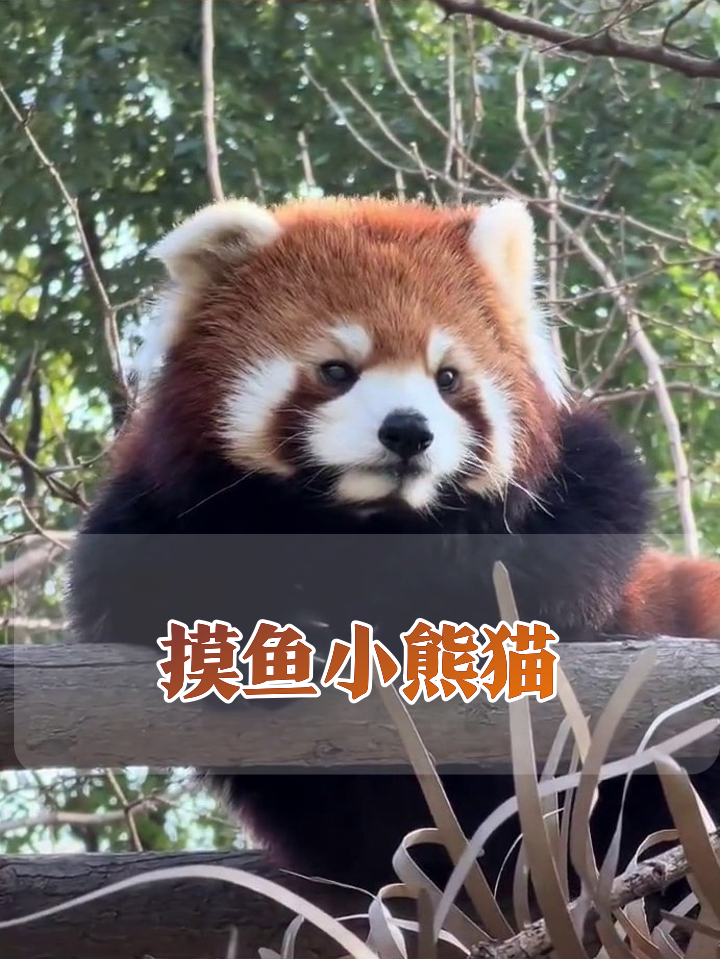 小熊猫上班摸鱼实录:被抓包后表情管理彻底失败
