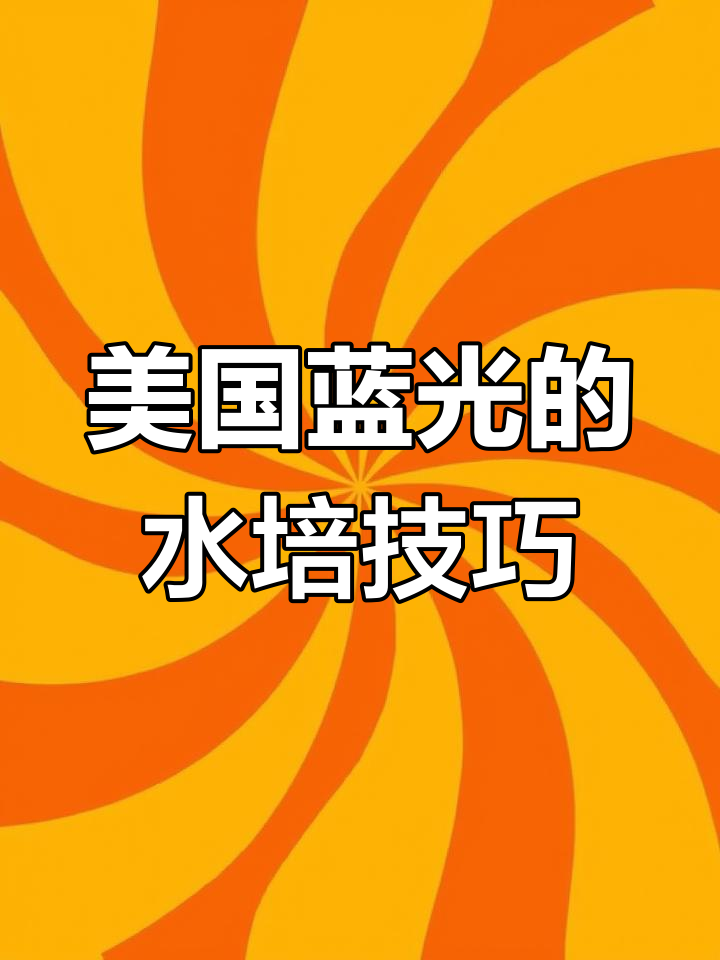 水培美国蓝光多肉,根系迅速生长的秘诀