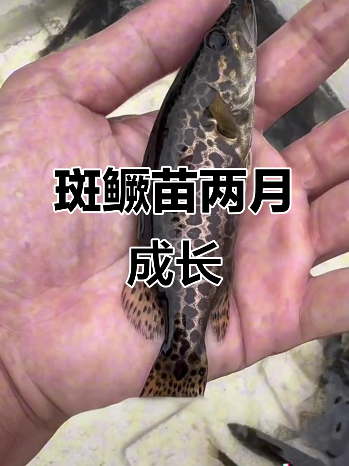 斑鳜苗养殖两个月，规格均匀长势喜人
