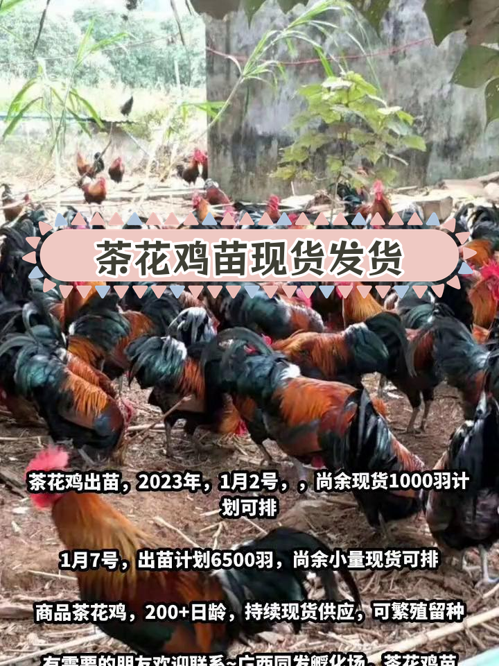 茶花鸡苗现货供应,1月7号出苗计划6500羽
