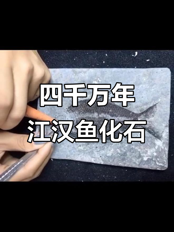 湖北松滋江汉鱼化石揭秘:四千五百万年前的硬骨鱼类