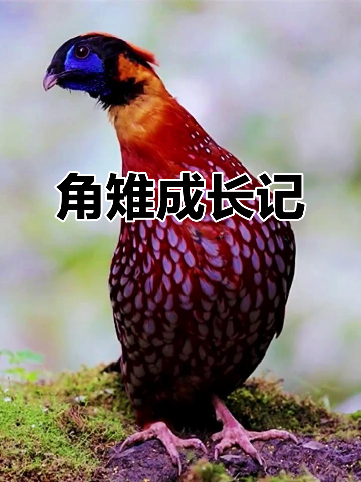 红腹角雉雏鸟羽毛独特,需三年才独立生活