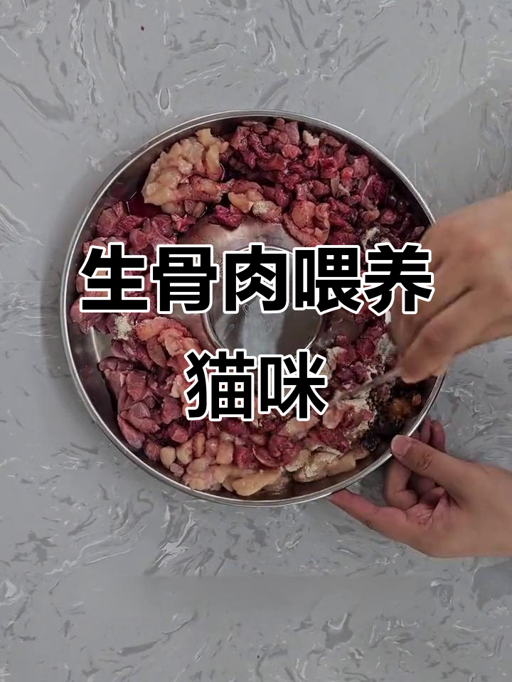 缅因猫生骨肉喂养全攻略：营养搭配与喂食技巧