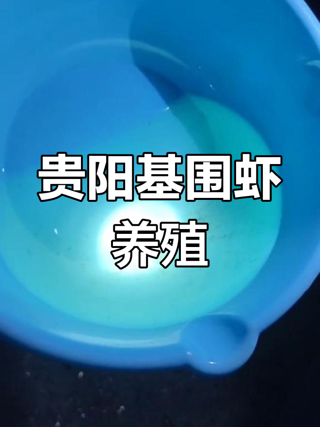 贵阳基围虾养殖基地,欢迎贵州朋友参观学习