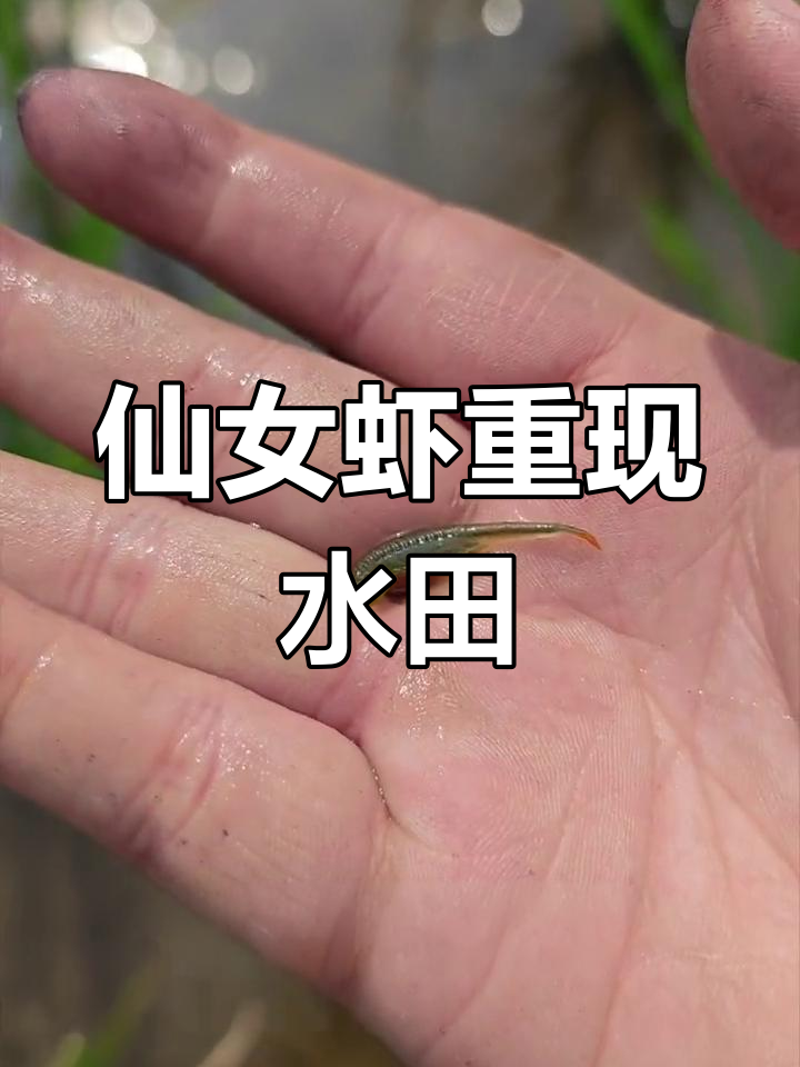 水田惊现仙女虾,亿年霸主再现!
