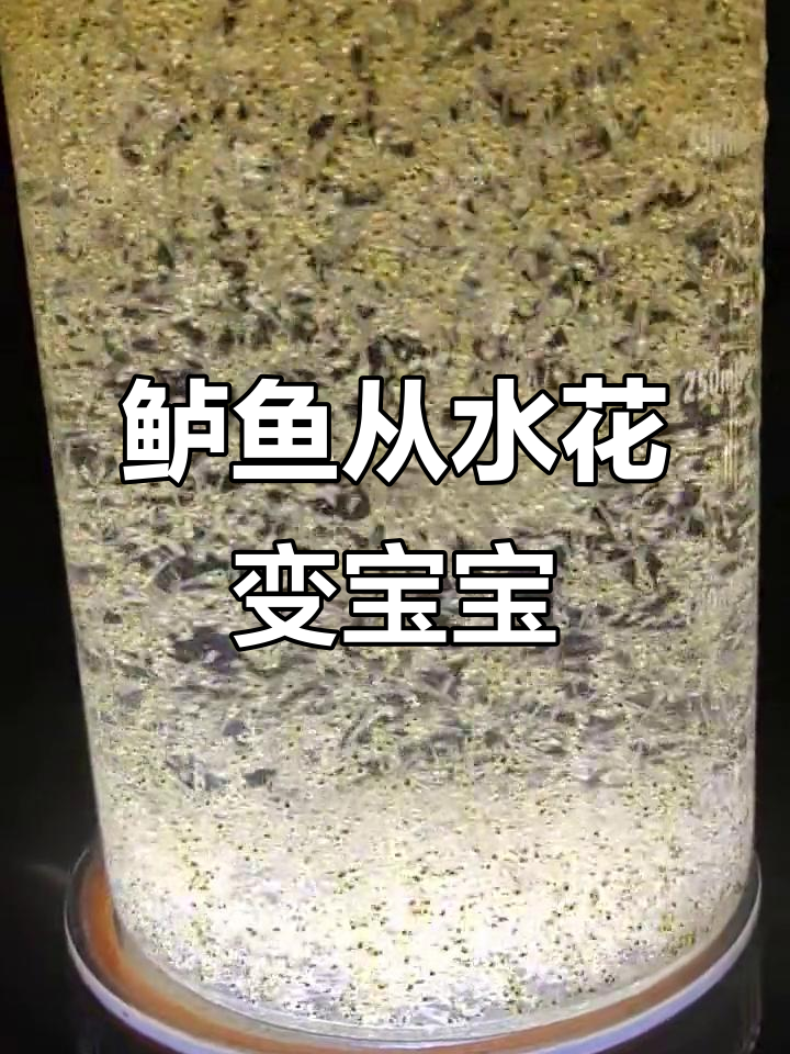从水花到宝宝，加州鲈鱼成长记