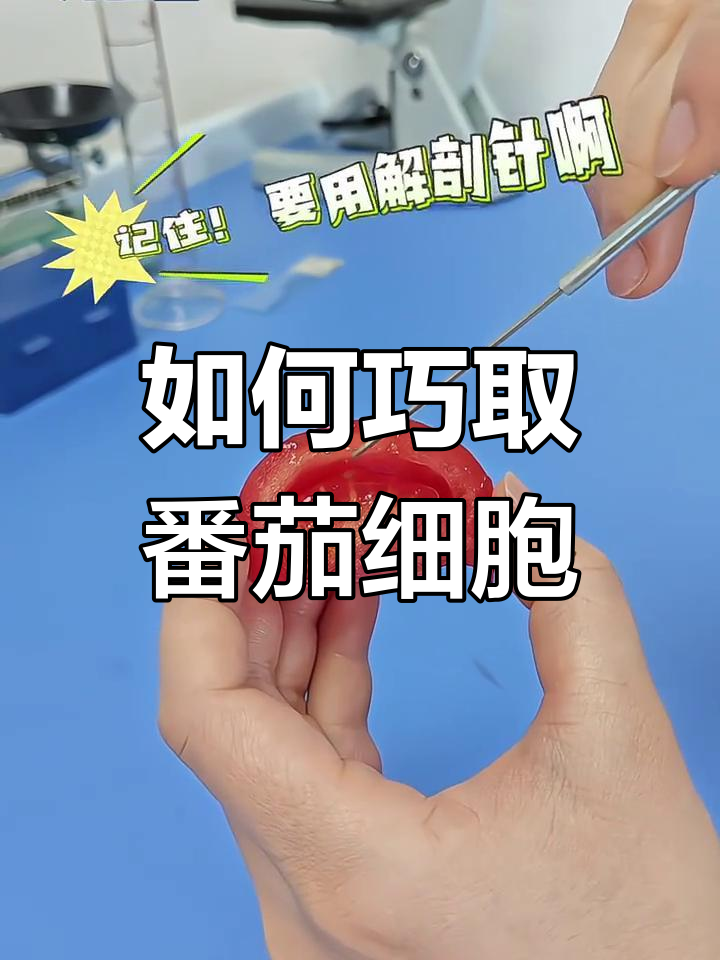 巧妙取番茄果肉细胞,轻松搞定!