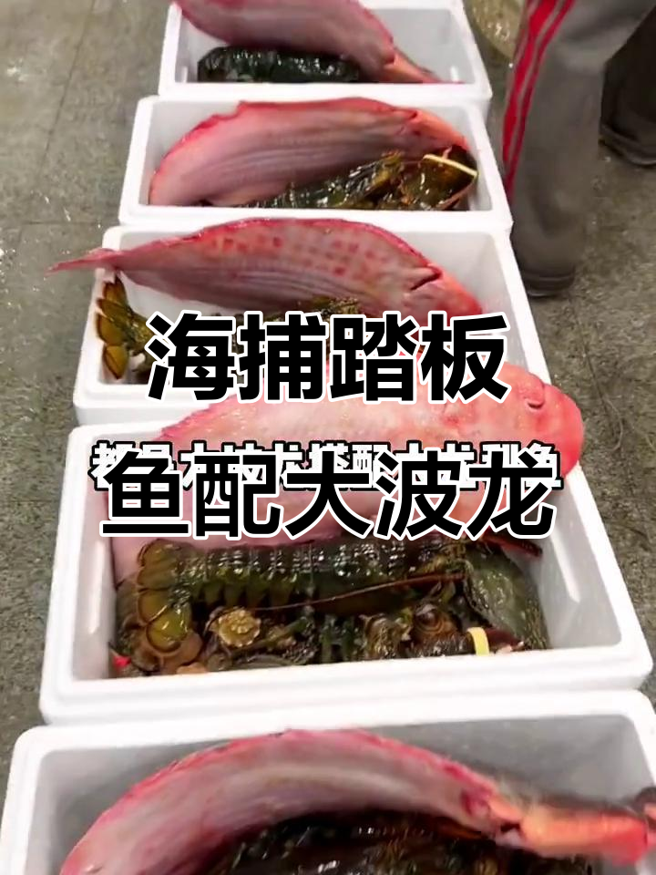 广西北海野生海捕踏板鱼,大波龙与黑蟹相伴登场