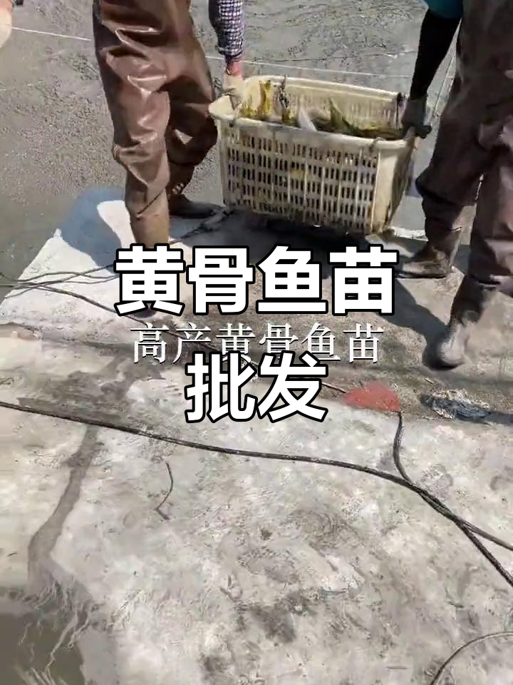 优质黄骨鱼苗,批发供应,适合放生或养殖