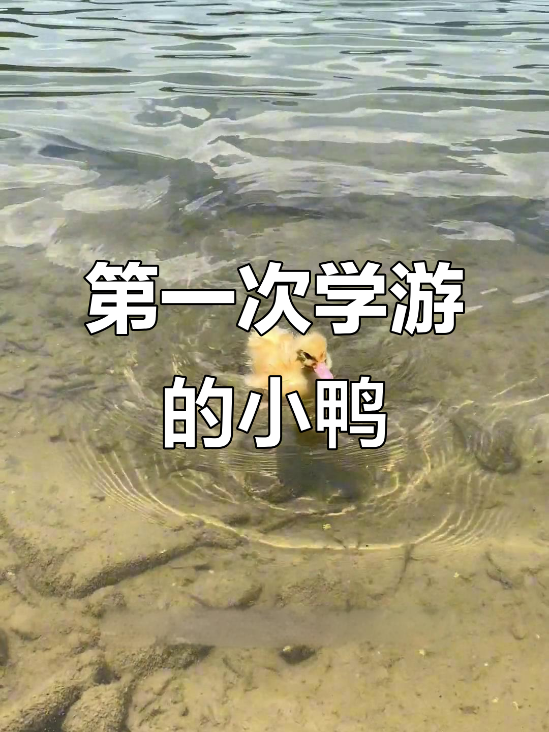 小鸭子首次游泳,萌态十足!