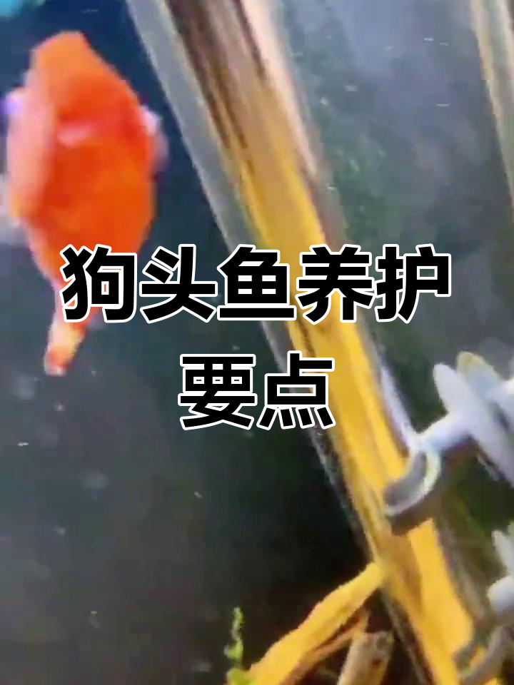 木瓜狗头鱼饲养技巧:水质管理与日常护理