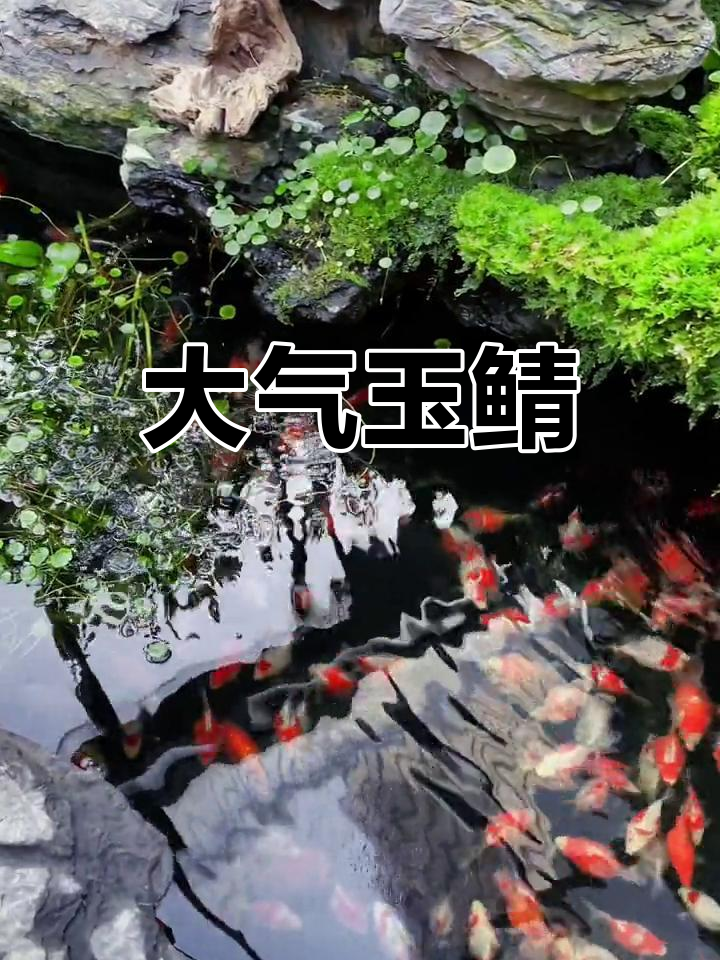 玉鲭金鱼,体型大、耐寒易养,游动优雅,值得一试!