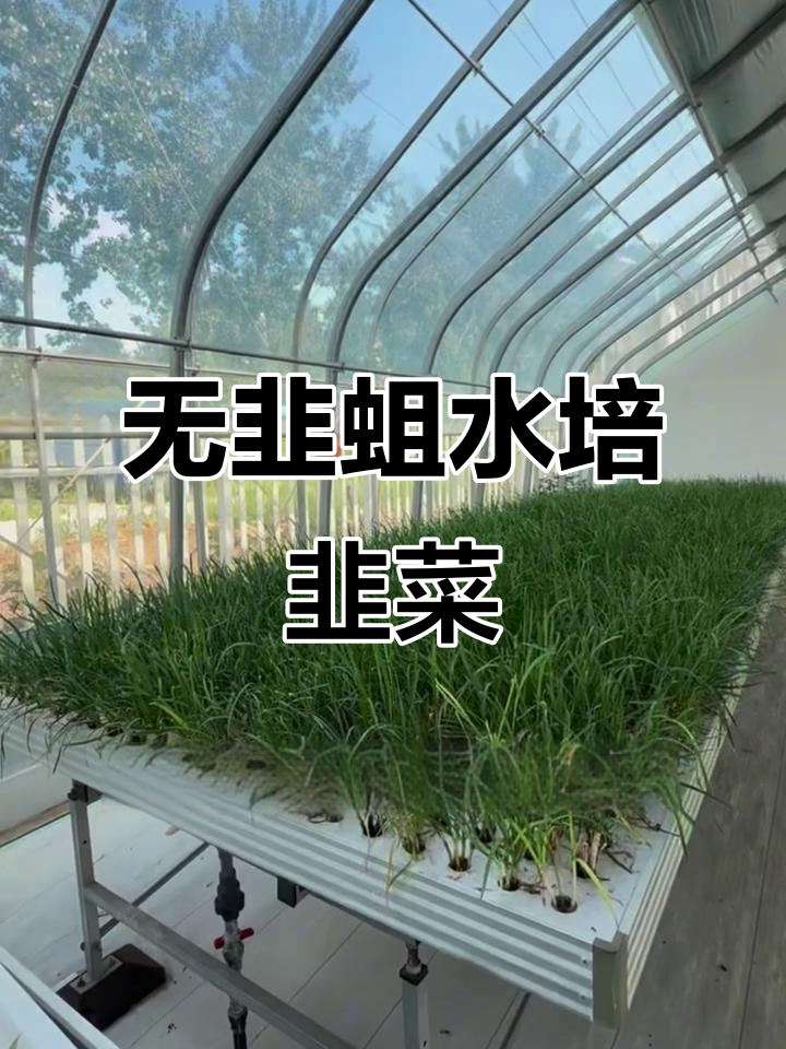 水培韭菜,无土栽培更健康