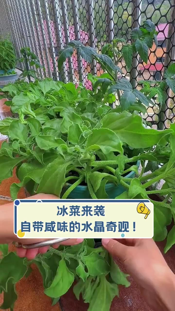 冰菜来袭,自带咸味的水晶奇观!