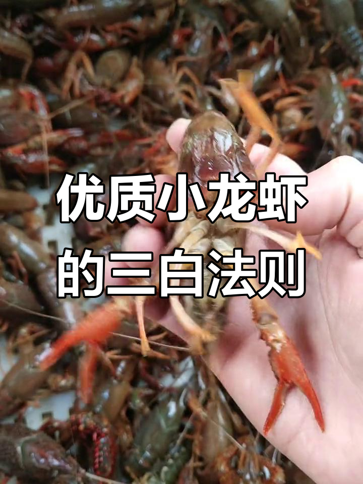 小龙虾三白标准,底板、腮肉都需洁白无瑕