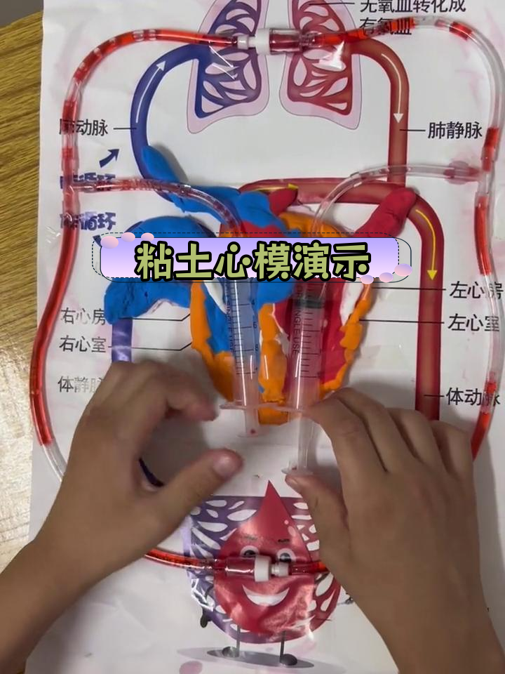 心脏模型与血液循环模拟制作
