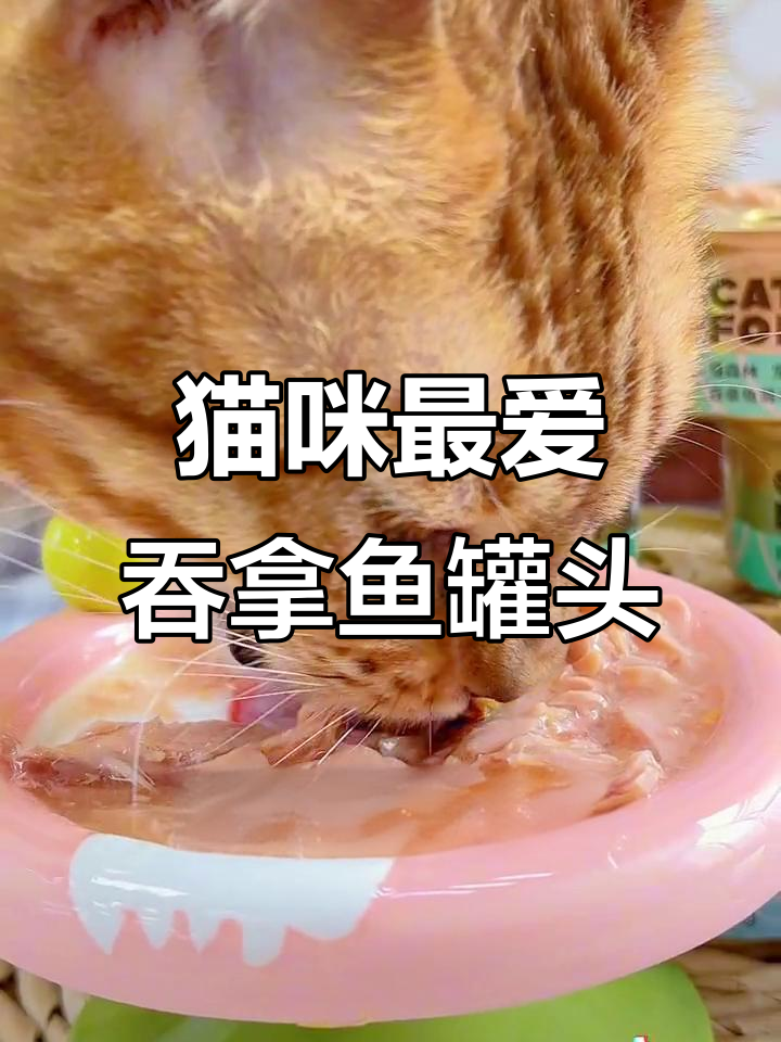 猫咪无法抗拒的吞拿鱼罐头,营养满满又美味