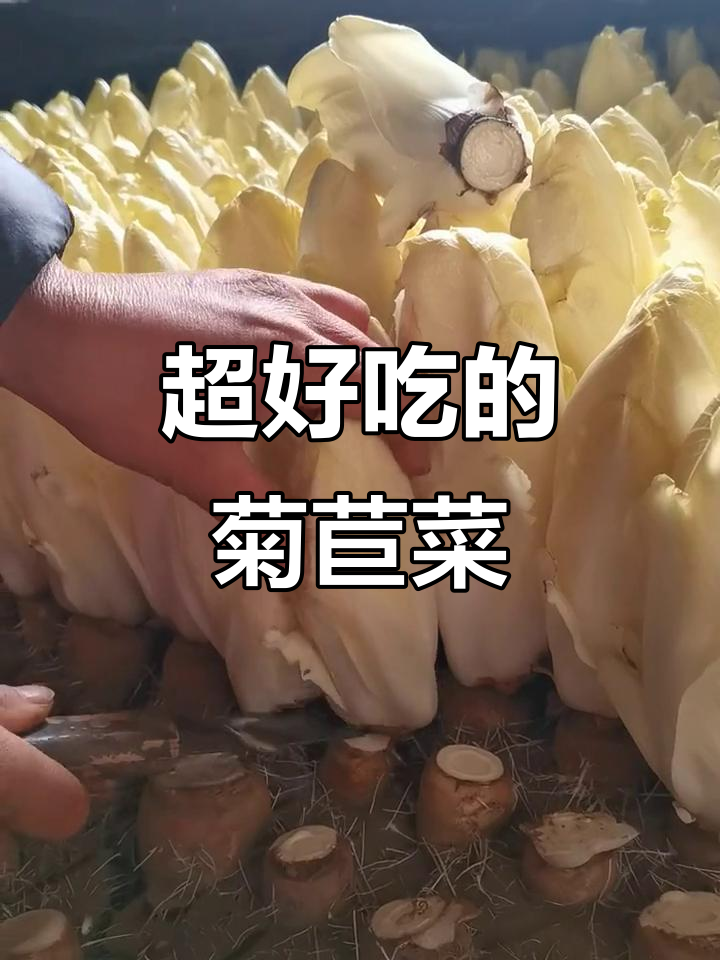 菊苣菜:比白菜更营养,种植简单又美味