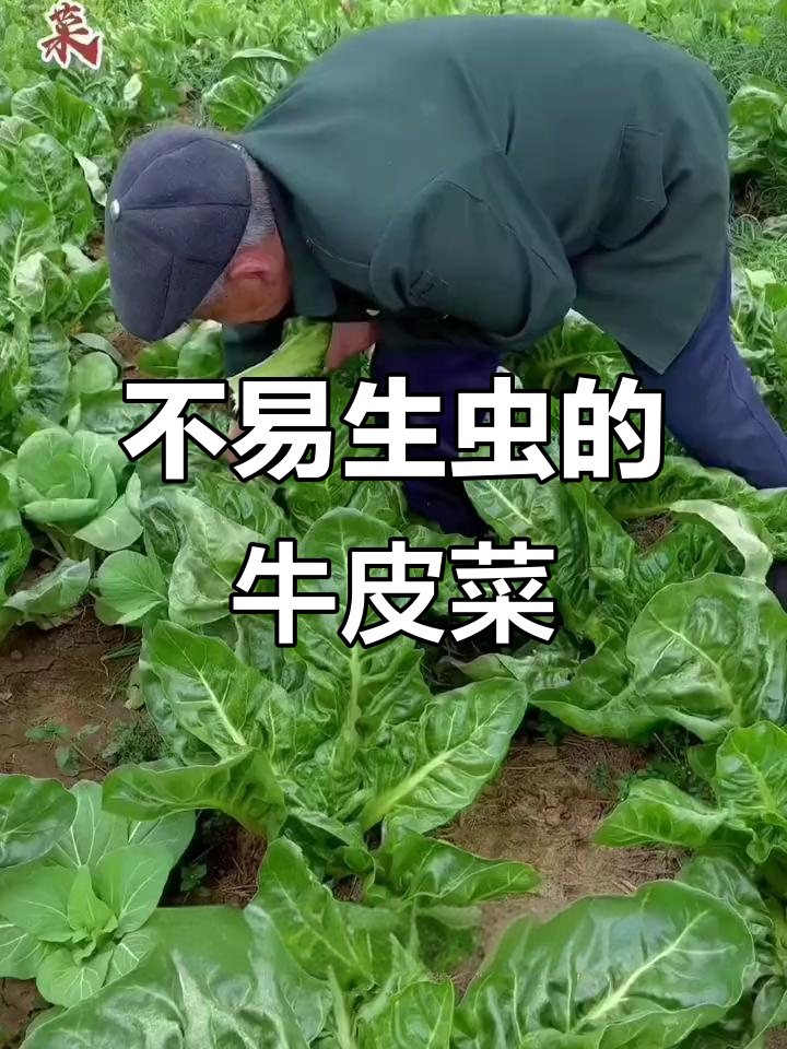 南方常吃北方少见的牛皮菜,口感细腻做法多样