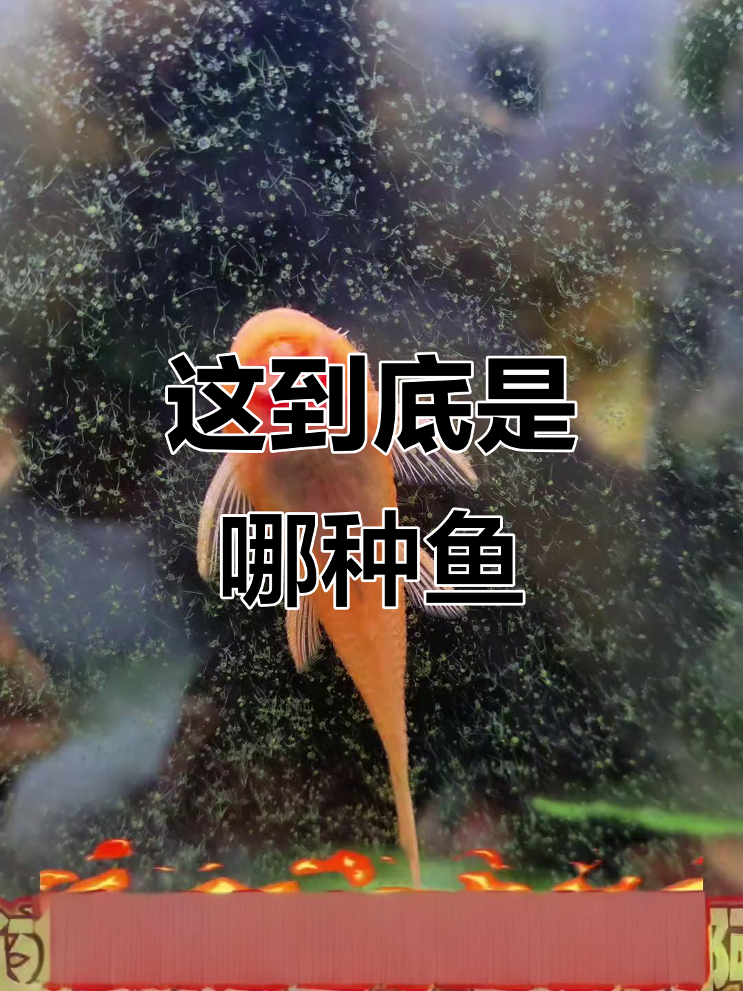 黄金胡子还是女王大帆?怎么不吃藻类呢