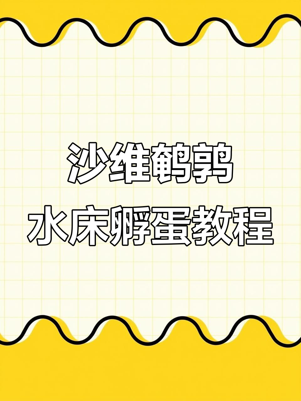水床孵化沙维鹌鹑,掌握关键技巧让蛋更健康