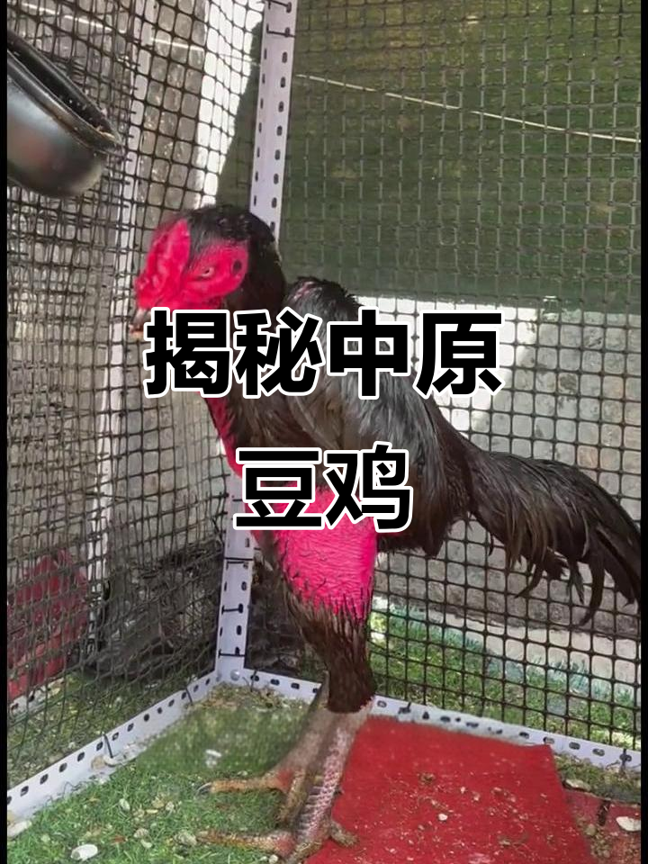 中原豆鸡:古老而珍贵的斗鸡品种,你了解吗?