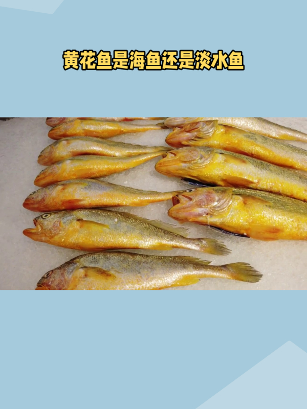 黄花鱼是海鱼还是淡水鱼