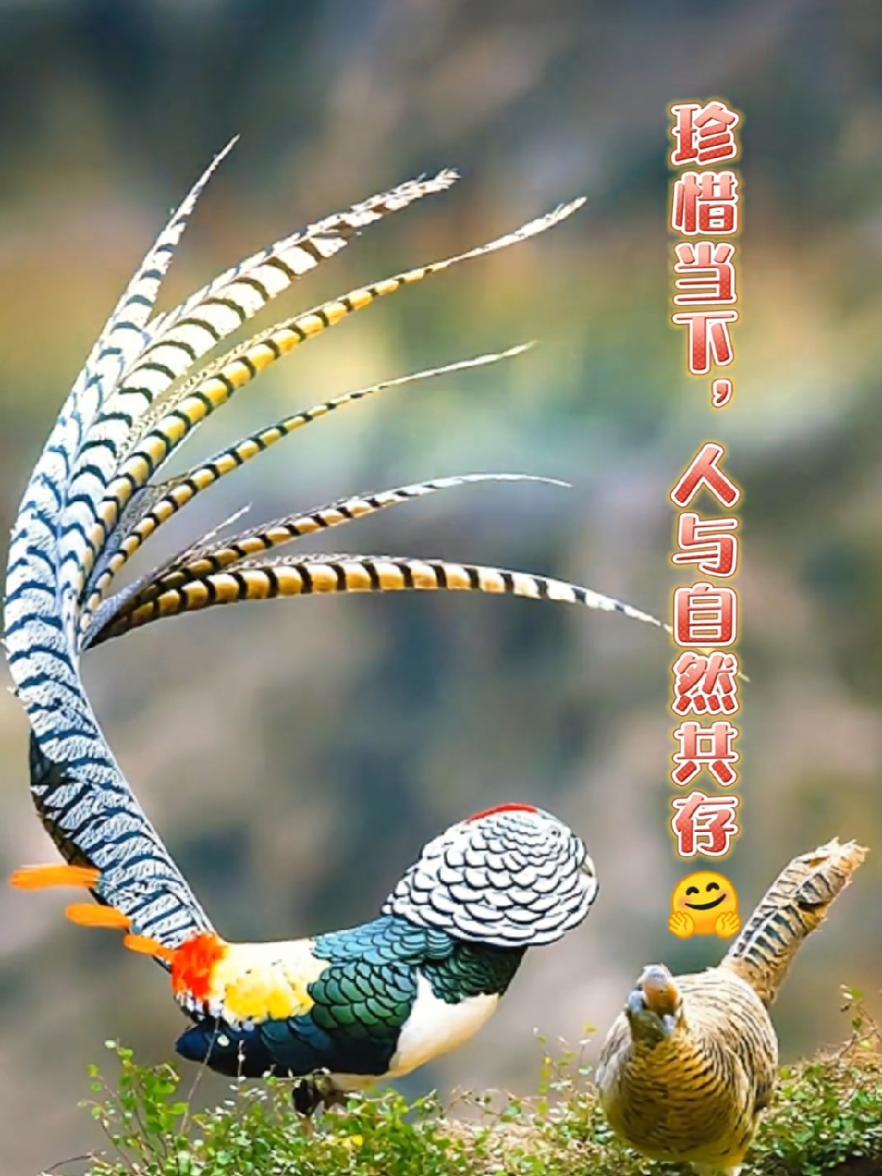 野生动物小剧场第二集 野生动物零距离 人与自然和谐共处 茶茶野保法宣 近日,民警在巡山护林